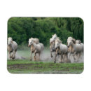 Search for jim magnets Danita delimont