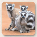 Search for lemur coasters Wildlife