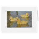 Search for ducklings three Birds