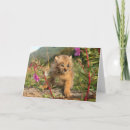 Search for lynx cards Wildlife