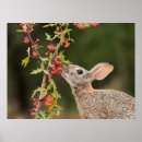 Search for cottontail posters Bunny