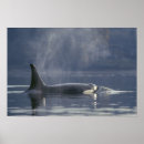 Search for orca posters Animal