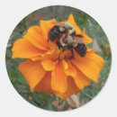 Search for marigold flowers stickers Bloom