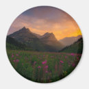 Search for fireweed magnets Landscape