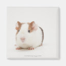 Search for studio shot magnets Horizontal