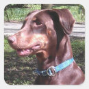 Search for doberman pinscher stickers Dobie