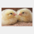 Search for chick rectangle stickers Cute