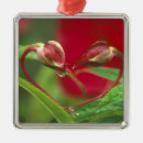 Search for day christmas tree decorations Flower