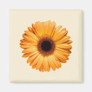 Search for orange gerbera magnets Flower