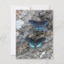 Search for pollinators postcards Butterflies