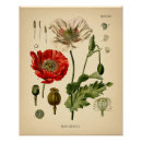 Search for papaver posters Flower