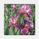 Search for irises magnets Nature