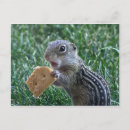 Search for ground squirrel Rodents
