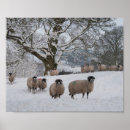 Search for sheep painting postcards Farm