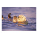 Search for sea life posters Nature