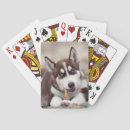 Search for puppy playing cards Alaskan malamute