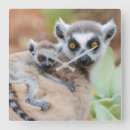Search for ring tailed lemur art Wildlife