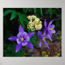 Search for abundance posters Botanical