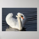 Search for single winged posters Swan