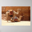 Search for camel photography Camels