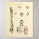 Search for spinal column Anatomy
