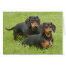 Search for dashund Dogs