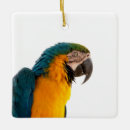 Search for macaw christmas tree decorations Colourful