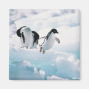 Search for adelie magnets Cute animals