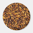 Search for worm magnets Bug