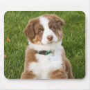 Search for aussies electronics Puppy