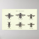 Search for beekeeping posters Honey bees