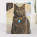 Search for russian blue cat postcards Pet