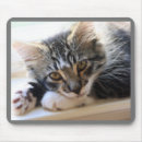 Search for siberian electronics Cat