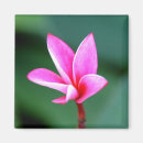 Search for plumeria magnets Flora