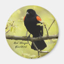 Search for blackbirds magnets Red winged blackbird