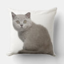 Search for cat sitting cushions Nature
