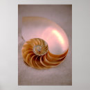 Search for nautilus shells posters Shore