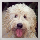Search for labradoodles posters Poodle