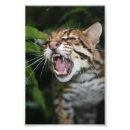 Search for ocelot posters Cat