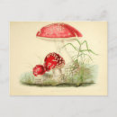 Search for red mushrooms postcards Fungus