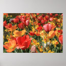 Search for spring flower posters Daffodils