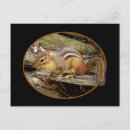 Search for chipmunk postcards Cute