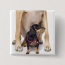 Search for dachshund badges Animal