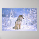 Search for canis posters Snow