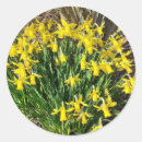 Search for yellow daffodil stickers Flowers