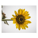 Search for seasons posters Flora