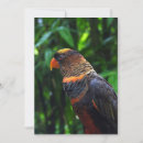 Search for cute macaw cards Parrots