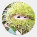 Search for chestnut stickers Autumn