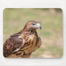 Search for tail feather electronics Wildlife