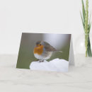 Search for european robin bird postcards Animal